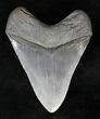 Beautiful, Serrated Megalodon Tooth #19441-2